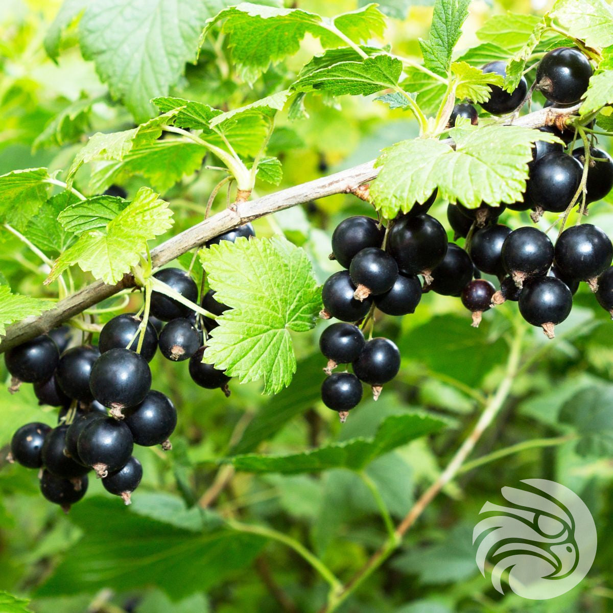 Παυσίπονα με μέλι Manuka και μαύρο φραγκοστάφυλο • 15 τεμάχια