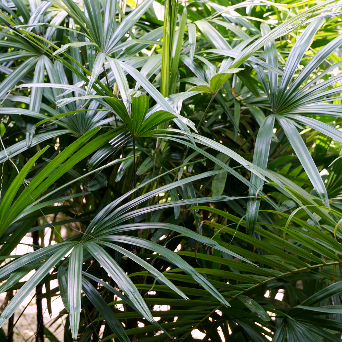 PROSTAX σύμπλεγμα προστάτη • 60 κάψουλες