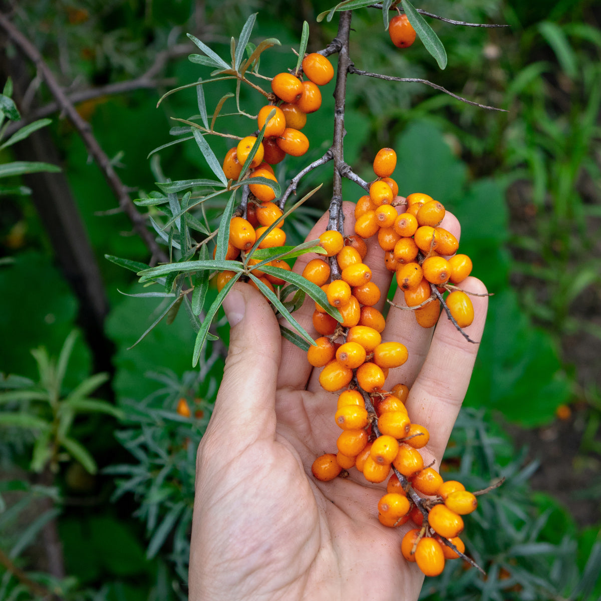 Mannavita Ουγγρικό έλαιο σπόρων ιπποφαούς ψυχρής έκθλιψης • 40 ml