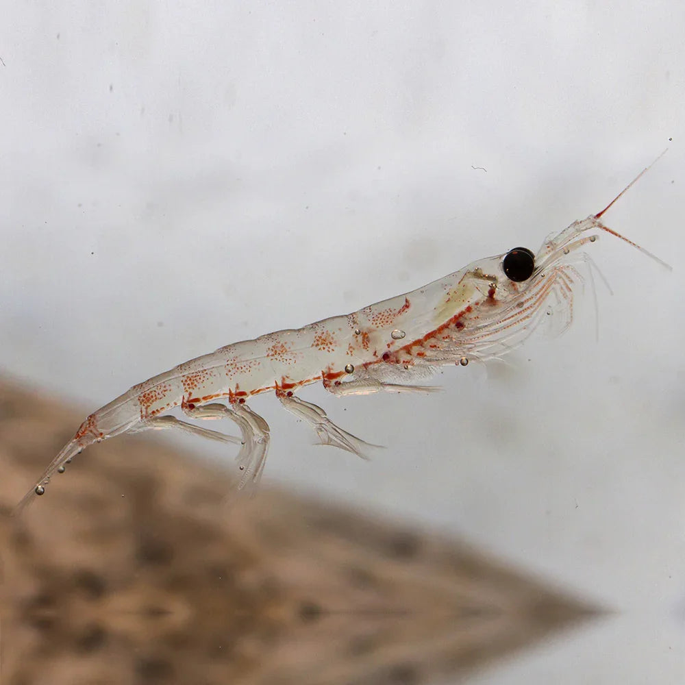 MegaKRILL 1500 mg krill oil + fish oil • 90 capsules - Mannavita