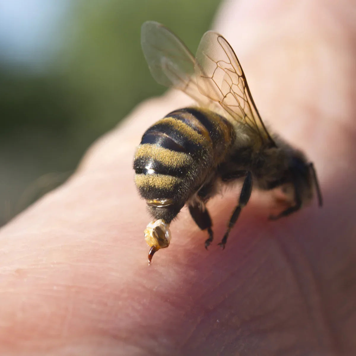 APIRAX Bee Venom Cream • 100 ml - Mannavita