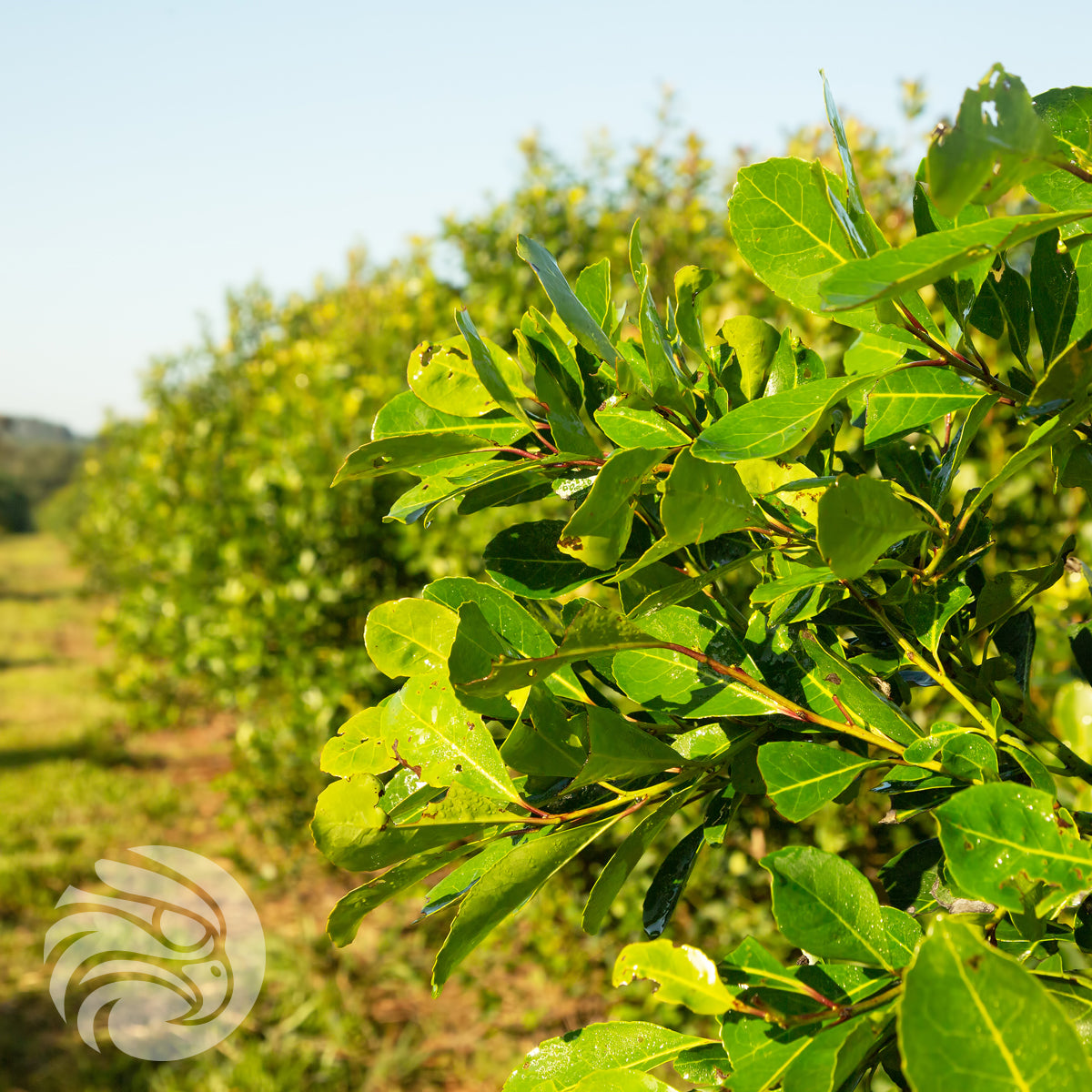 Τσάι yerba mate Rosamonte • ESPECIAL • 500 g