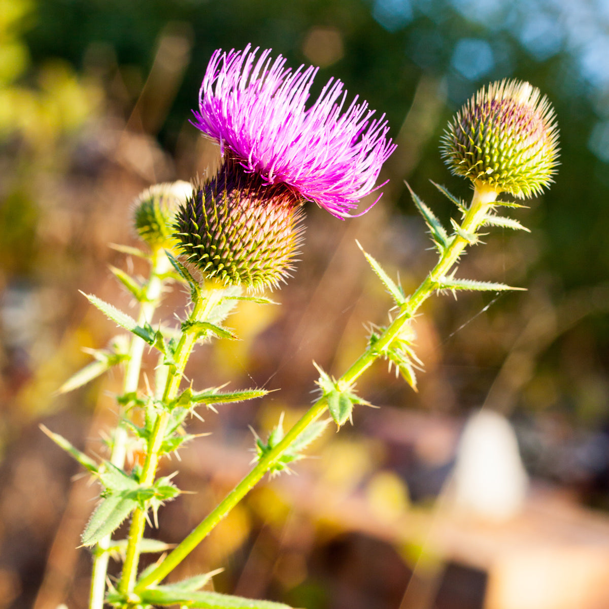 Mannavita Ουγγρικό έλαιο σπόρων γαϊδουράγκαθου ψυχρής έκθλιψης • 250 ml