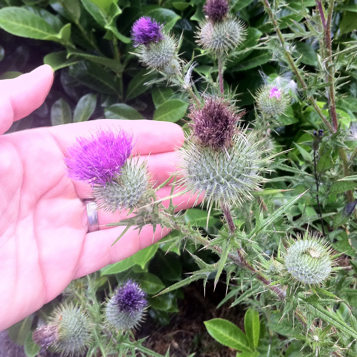 Mannavita Ουγγρικό έλαιο σπόρων γαϊδουράγκαθου ψυχρής έκθλιψης • 250 ml