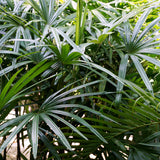 PROSTAX σύμπλεγμα προστάτη • 60 κάψουλες