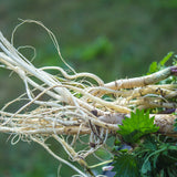 PROSTAX σύμπλεγμα προστάτη • 60 κάψουλες