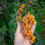 Mannavita Ουγγρικό έλαιο σπόρων ιπποφαούς ψυχρής έκθλιψης • 40 ml